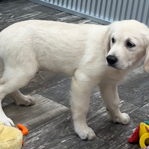 Golden Retriever Puppy Colton