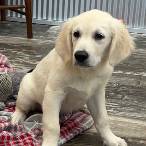 Golden Retriever Puppy Colton