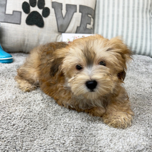 Morkie Puppy Evan