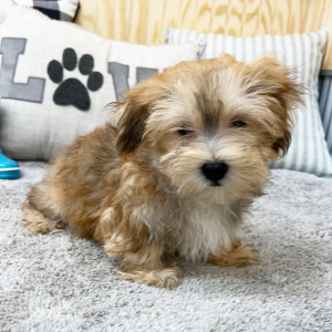 Morkie Puppy Evan