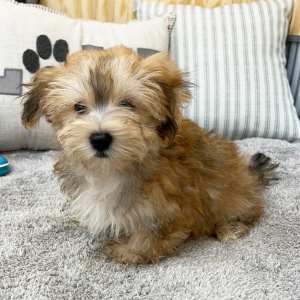 Morkie Puppy Evan