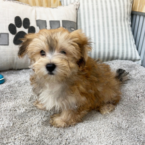 Morkie Puppy Evan
