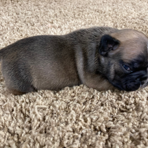 French Bulldog Puppy River