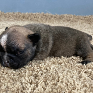 French Bulldog Puppy River