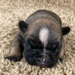 French Bulldog Puppy River