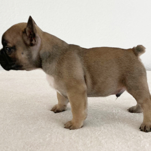 French Bulldog Puppy River