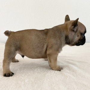 French Bulldog Puppy River
