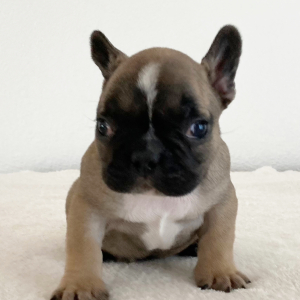 French Bulldog Puppy River