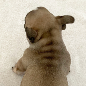 French Bulldog Puppy River