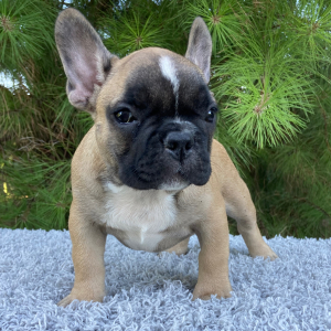 French Bulldog Puppy River