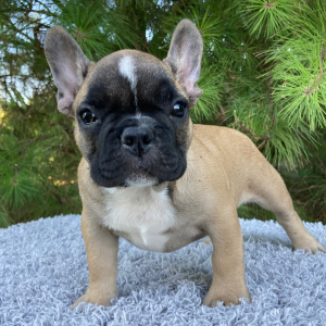 French Bulldog Puppy River