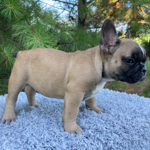 French Bulldog Puppy River