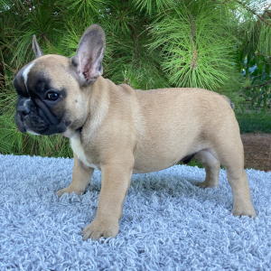 French Bulldog Puppy River