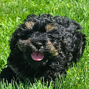 Poodle Puppy Emmie