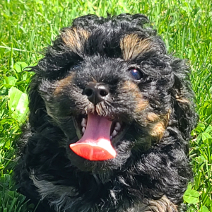 Poodle Puppy Emmie