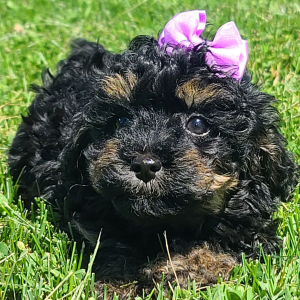 Poodle Puppy Emmie