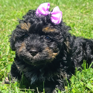Poodle Puppy Emmie