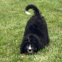 Bernedoodle Puppy Pharroh