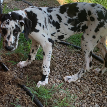 Great Dane Puppy Monique