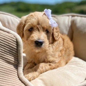 Goldendoodle Puppy Giovanna