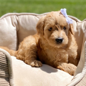Goldendoodle Puppy Giovanna