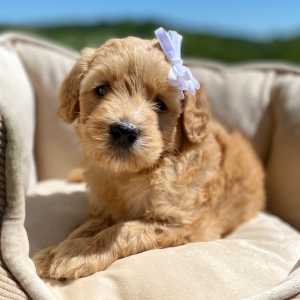 Goldendoodle Puppy Giovanna