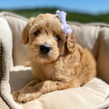 Goldendoodle Puppy Giovanna