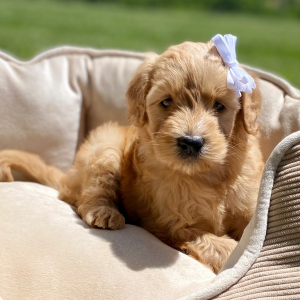 Goldendoodle Puppy Giovanna