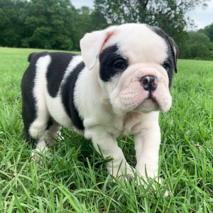 Bulldog Puppy JoJo