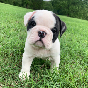 Bulldog Puppy JoJo