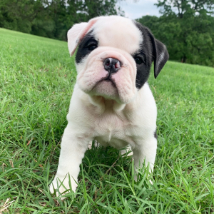 Bulldog Puppy JoJo