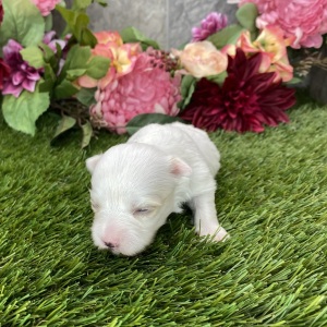 Maltese Puppy Luna