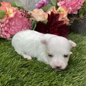 Maltese Puppy Luna