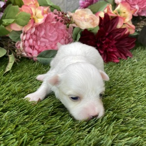 Maltese Puppy Luna
