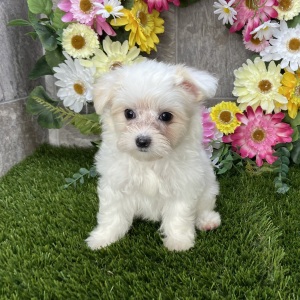 Maltese Puppy Luna