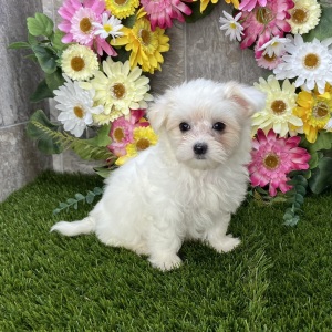 Maltese Puppy Luna
