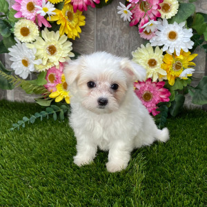 Maltese Puppy Luna