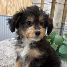 Aussiedoodle Puppy Fischer