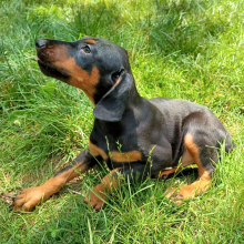 Doberman Pinscher Puppy Duke