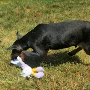 Doberman Pinscher Puppy Duke