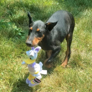 Doberman Pinscher Puppy Duke