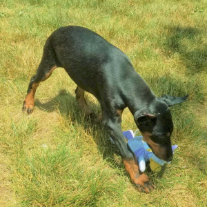 Doberman Pinscher Puppy Duke