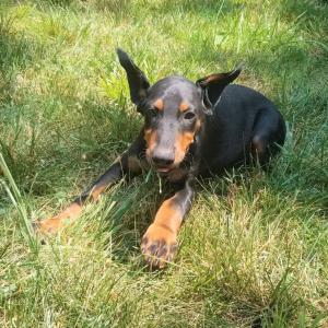 Doberman Pinscher Puppy Duke
