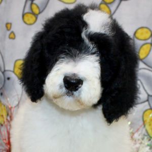 Goldendoodle Puppy Cloe