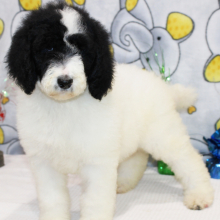 Goldendoodle Puppy Cloe