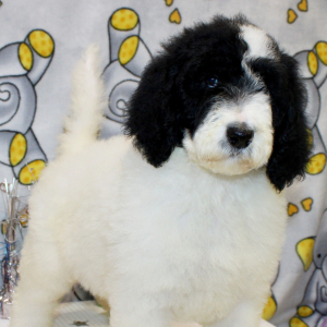 Goldendoodle Puppy Cloe