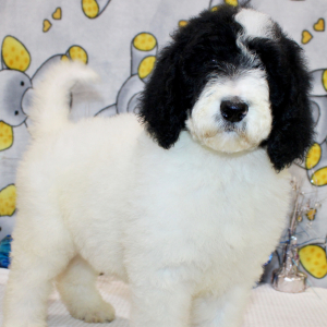 Goldendoodle Puppy Cloe
