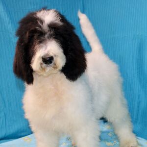 Goldendoodle Puppy Cloe