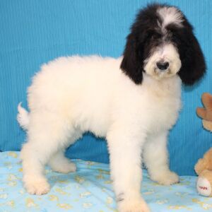 Goldendoodle Puppy Cloe