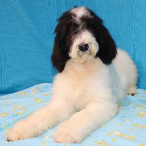 Goldendoodle Puppy Cloe
